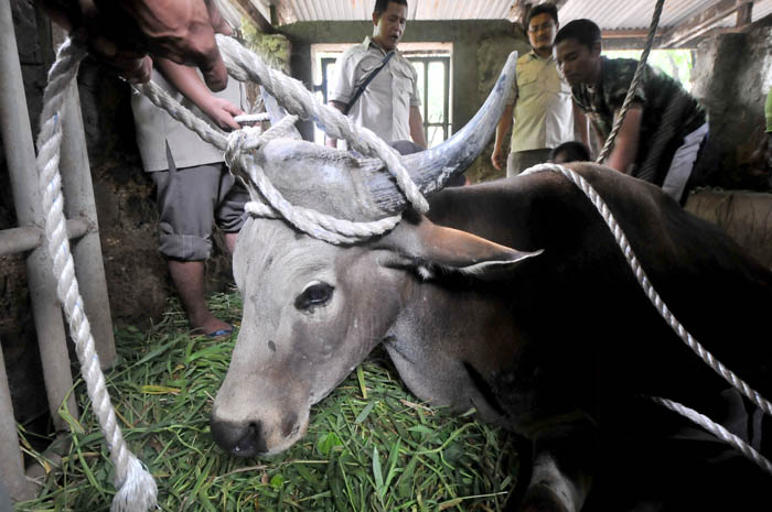 牛１頭死ぬ　スラバヤ動物園でまた　海外から注目も
