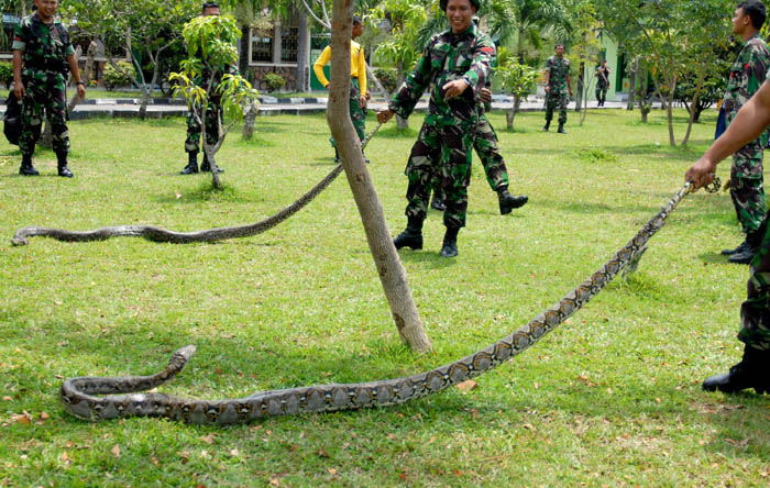 大蛇２匹現る　バンダアチェの公園