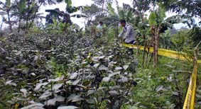ボゴールの畑を摘発　農民は賠償金要求　麻薬原料の違法植物  