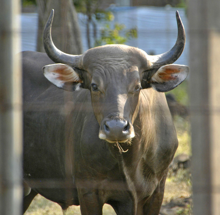 ジャワ野牛激減　マランで６頭確認　自然資源保全センター調査