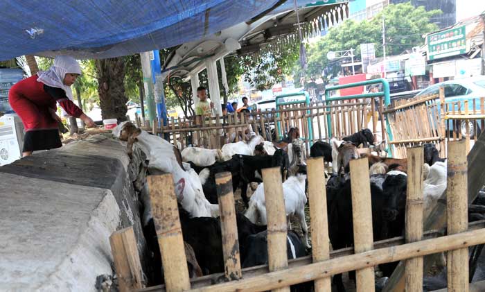 路上にヤギ売り　１５日の犠牲祭控え　タナアバン市場近く