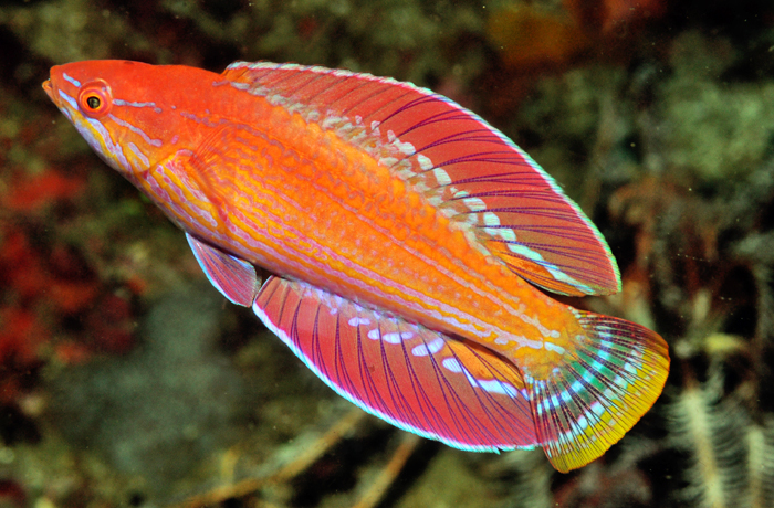 新種の熱帯魚発見　東ヌサトゥンガラ州