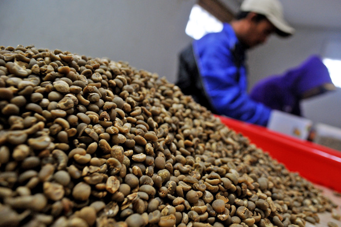 消費も引き上げを　世界３位のコーヒー生産 