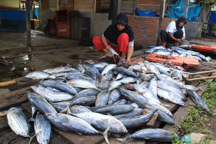 マグロの水揚げ