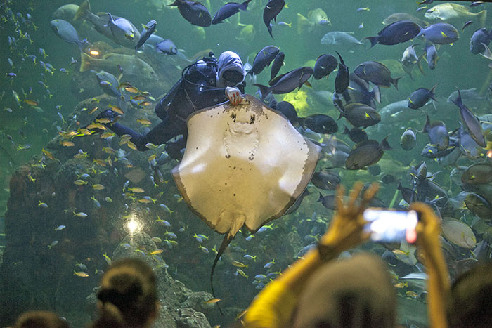 ☆水族館でハロウィーン