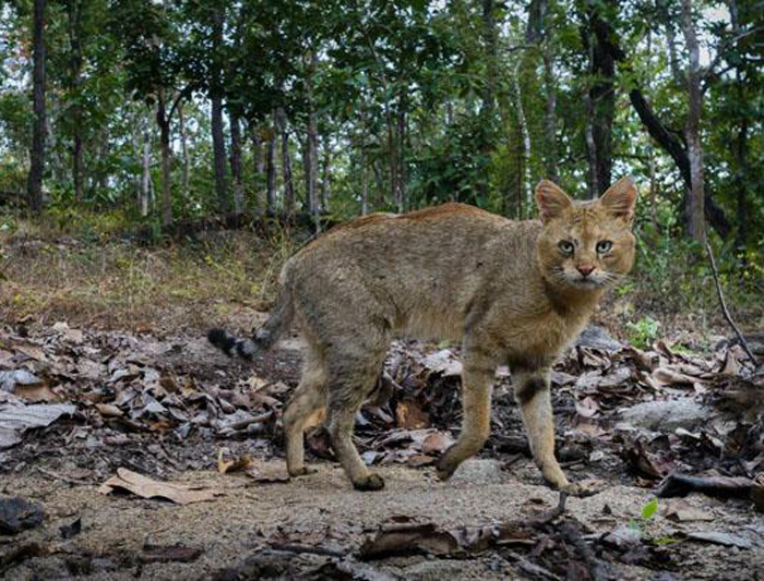 タイで４０年ぶりに発見　ジャングル・キャット