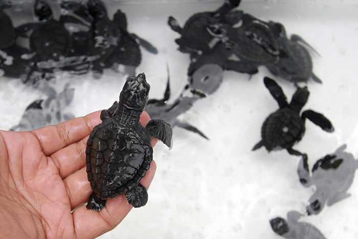 ☆ウミガメ１３０匹を放流