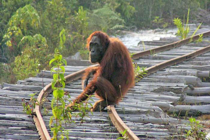 １６年間で１５万頭減少　ボルネオ・オランウータン　森林伐採などで半減
