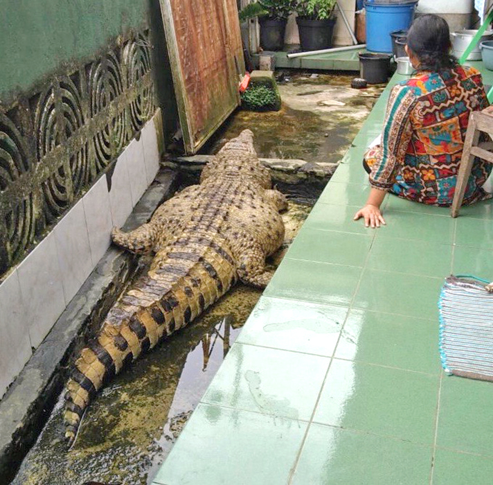 巨大肥満ワニを保護 ２１年間同居した飼い主 「息子同然だった」と涙 西ジャワ州ボゴール市 | じゃかるた新聞