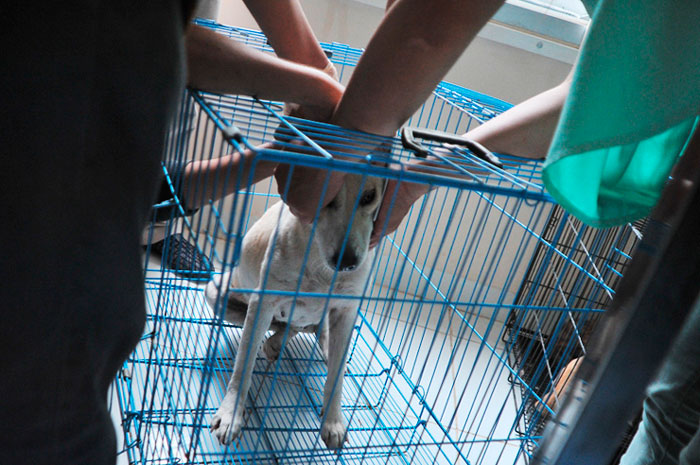 ☆感染症防ぐ動物保健所