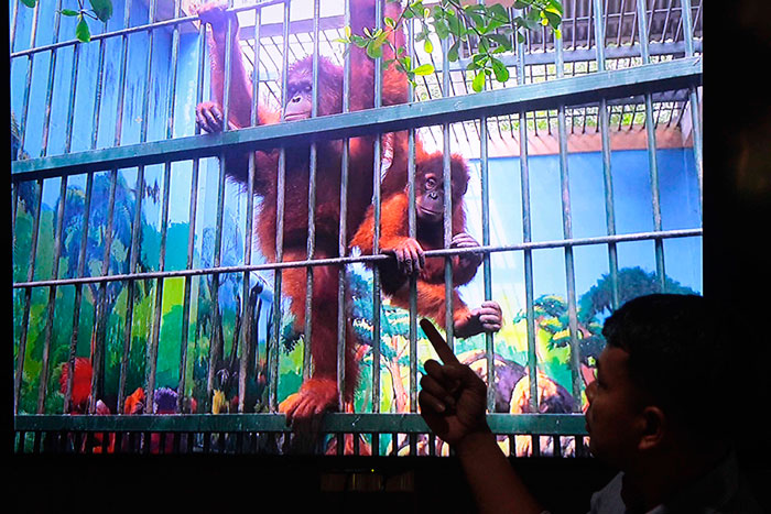 ☆オランウータン自然に