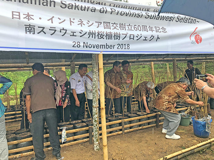 トラジャに河津桜植樹　愛媛イ友好協会