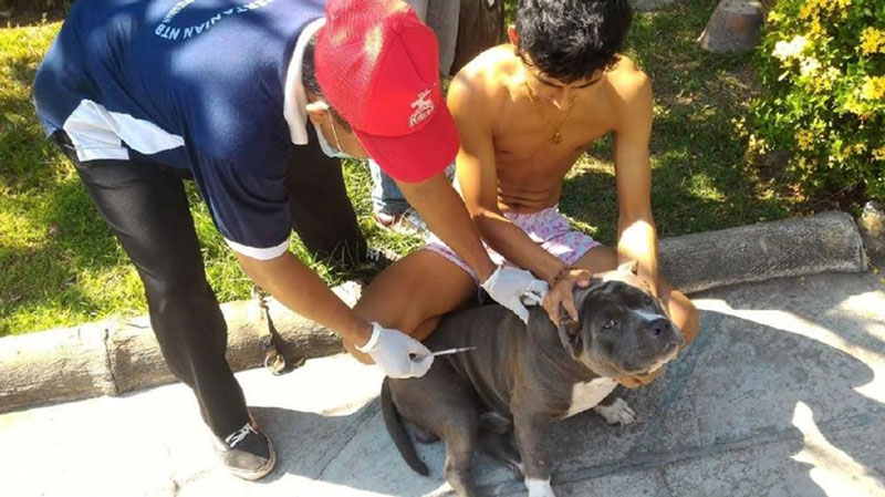 狂犬病で６人死亡　スンバワ島　768人、野犬にかまれる