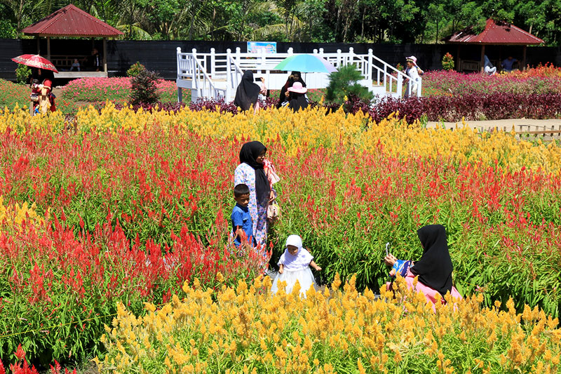 ▼アチェの花畑に観光客