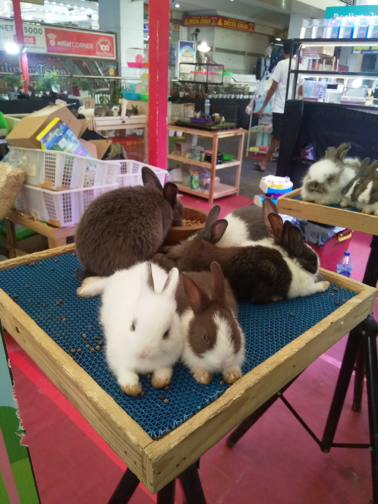 繁華街のミニ動物園
