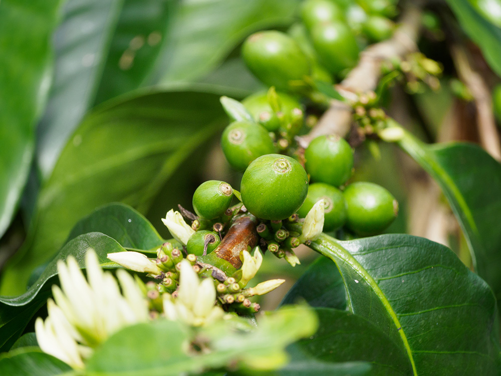 コーヒー生産量30％減　コーヒー輸出業者協会　天候不良で日照不足