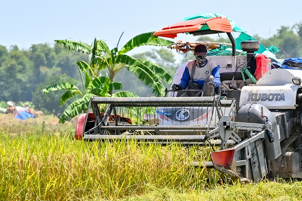 【ぶらりインドネシア　⑤】　政策は場当たり的 農民のため息　機械化が救世主？