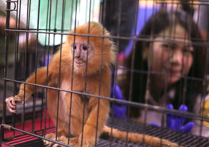 ▼希少動物の密輸を阻止