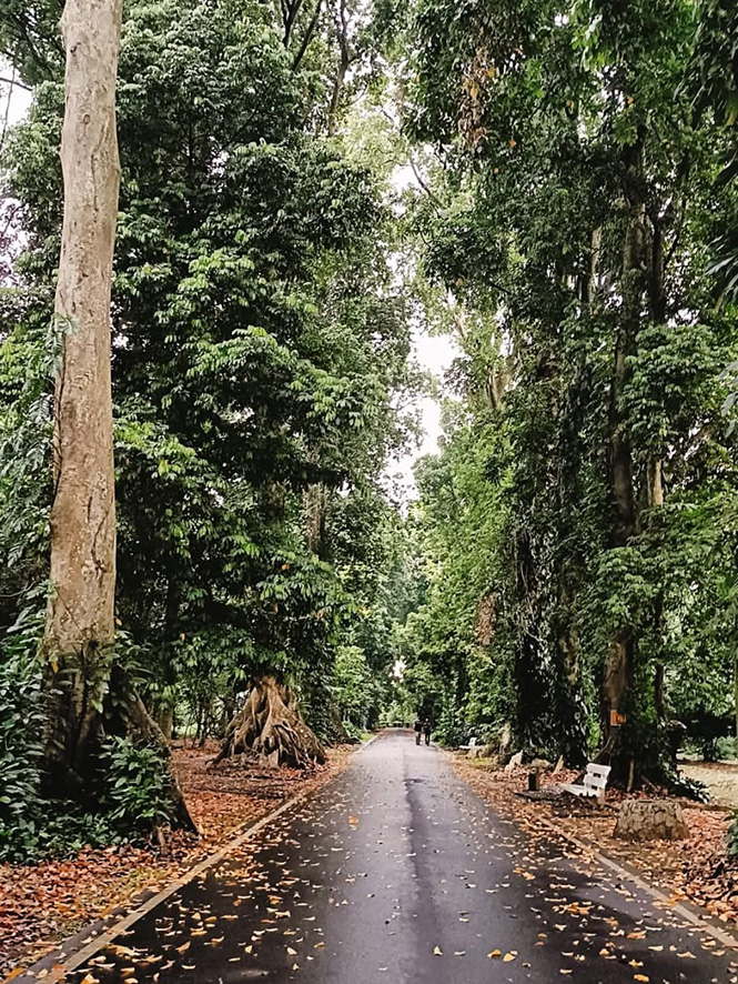雨の日も晴天の日も、偉大なる自然を学ぶ　西ジャワ州　ボゴール植物園