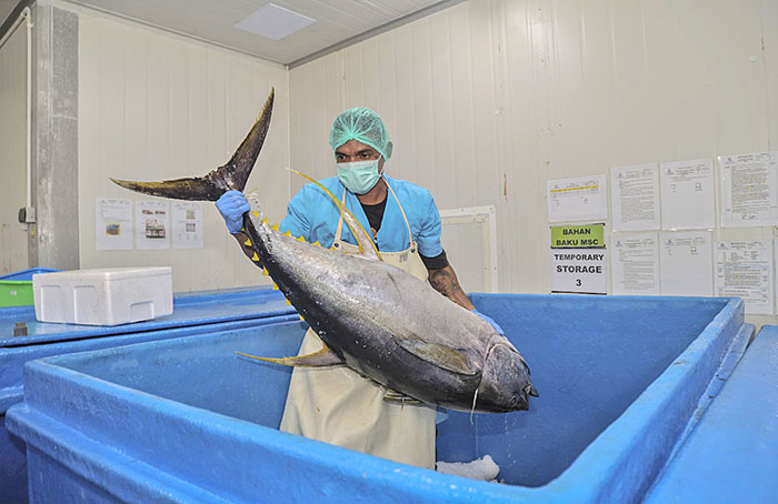 ▼輸出支えるマグロ産業