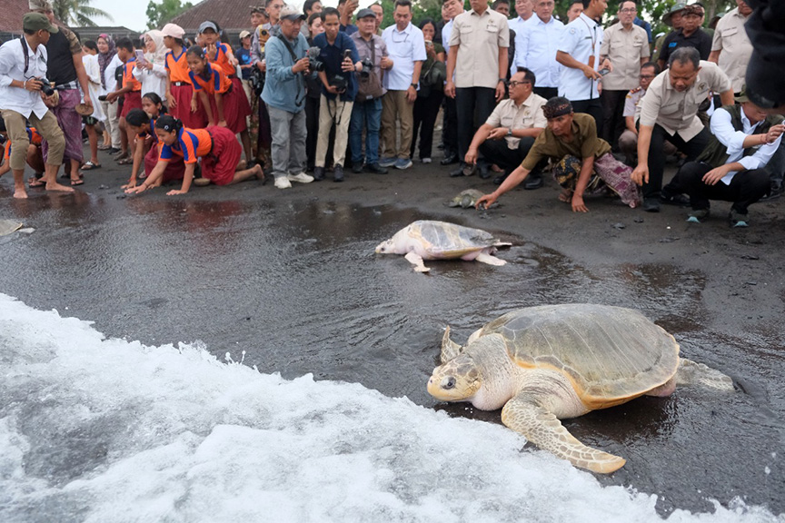 ▼バリ島サバ海岸でウミガメ８匹放流