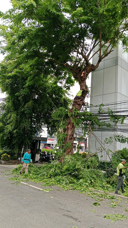 ▼雨期対策で街路樹を伐採