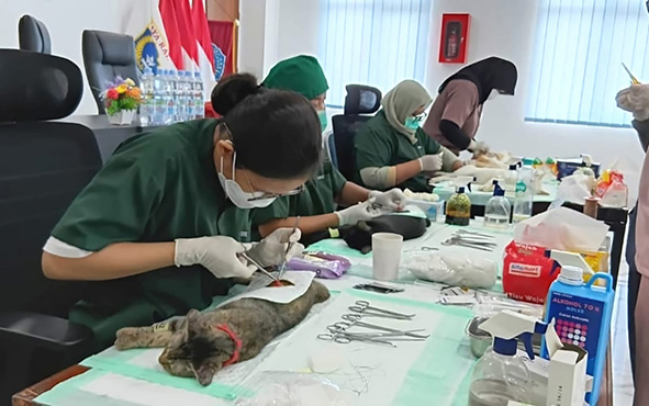 ▼「159匹の猫を不妊・去勢手術」