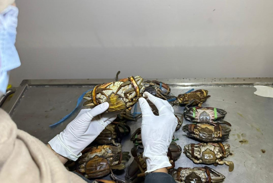 ▼マングローブガニ